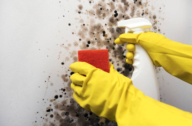 Best Residential Mold Remediation in Tunica, MS